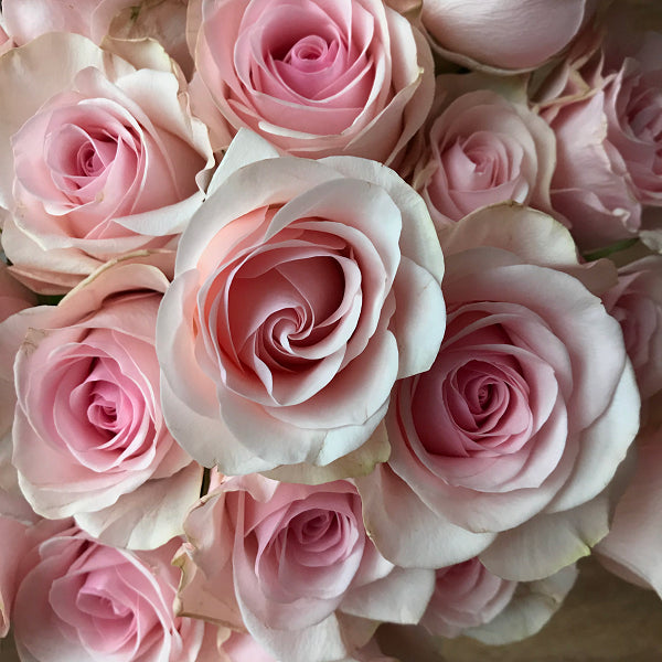 Novia Bunch
