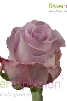 Ocean Song Lavender Rose