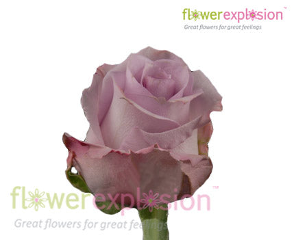 Ocean Song Lavender Rose