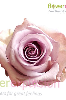 Ocean Song Lavender Rose