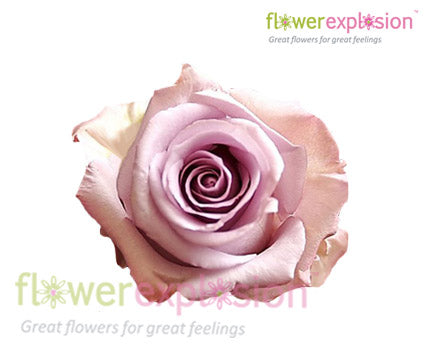 Ocean Song Lavender Rose