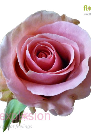 Fenice Pink Rose