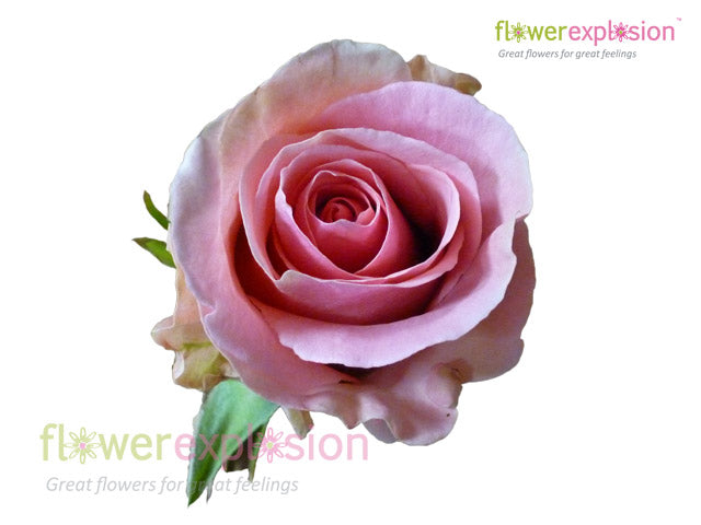 Fenice Pink Rose