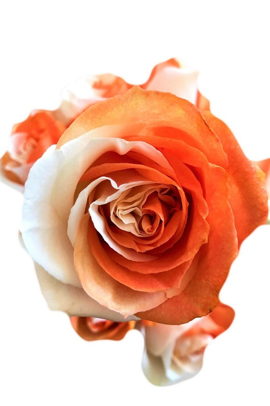 orange and white rose
