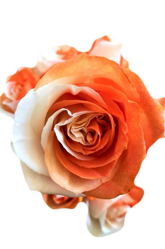 orange and white rose