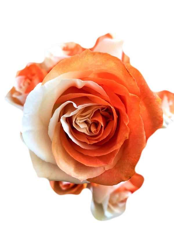 orange and white rose