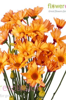 Orange Daisy Poms