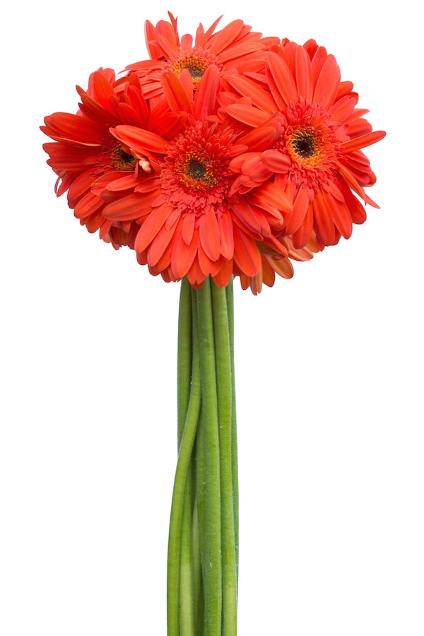 Orange Gerberas Dark Eye