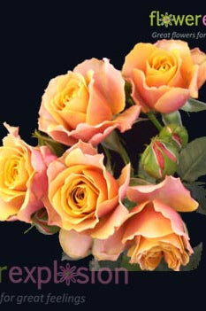 Orange & Peach Spray Roses