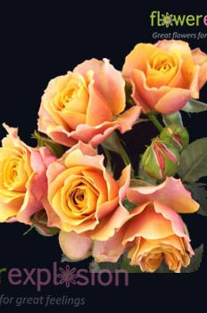 Orange & Peach Spray Roses