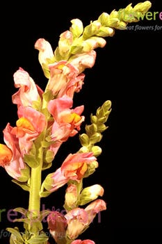 Orange Snapdragons