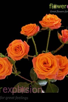 Orange Spray Roses
