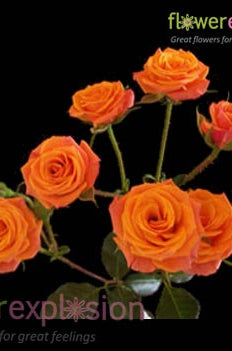 Orange Spray Roses