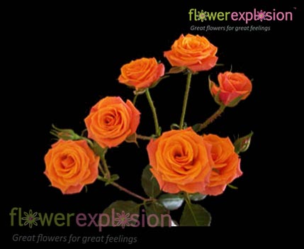 Orange Spray Roses