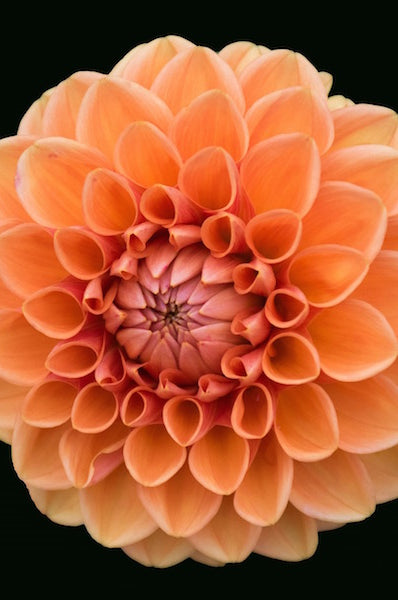 Orange Dahlia