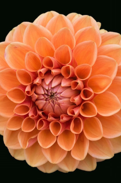 Orange Dahlia