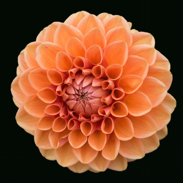 Orange Dahlia