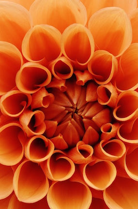 Orange Dahlia Flower