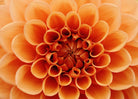 Orange Dahlia Flower