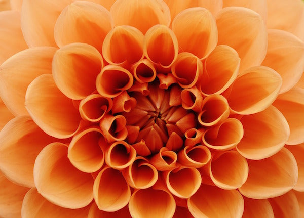 Orange Dahlia Flower