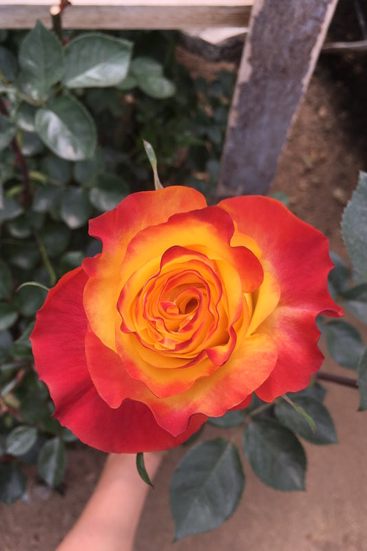 Orange Garden Rose | Sunset X-Pression