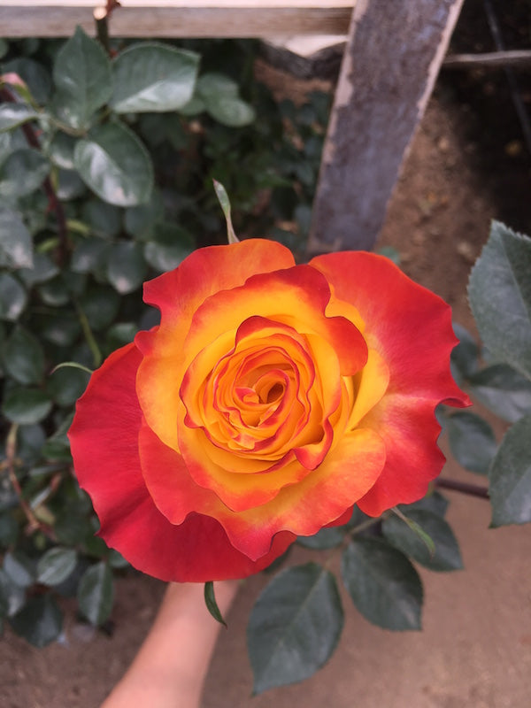 Orange Garden Rose | Sunset X-Pression