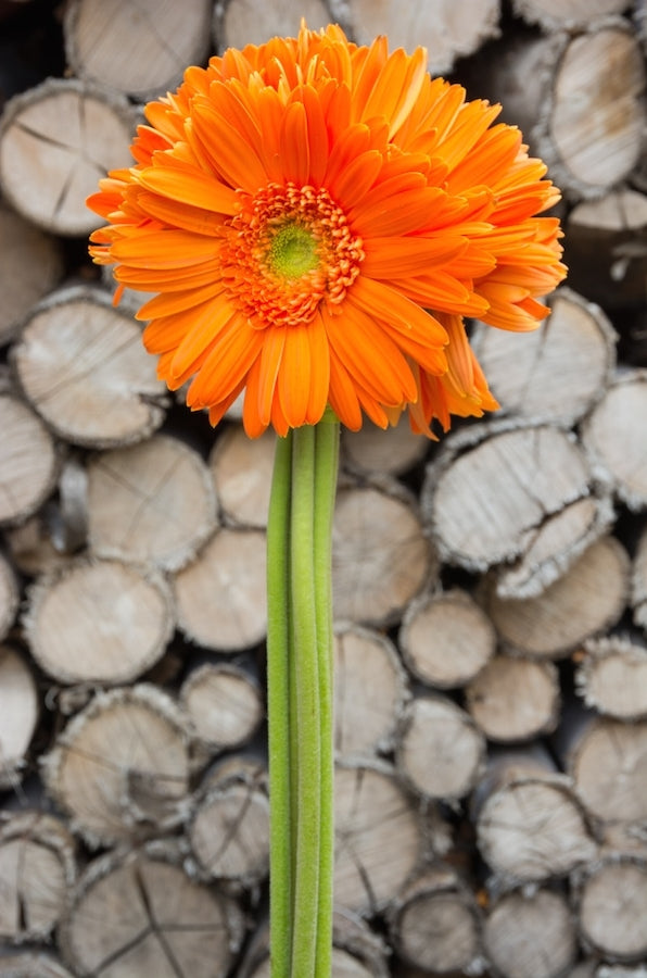 Orange Gerbera Light Center