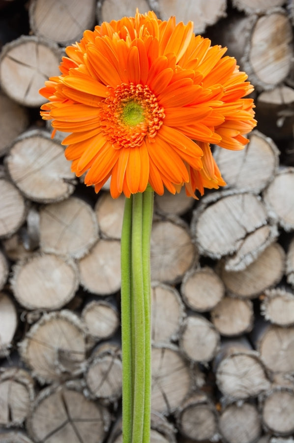 Orange Gerbera Light Center
