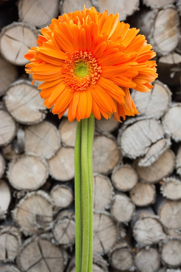 Orange Gerbera Light Center