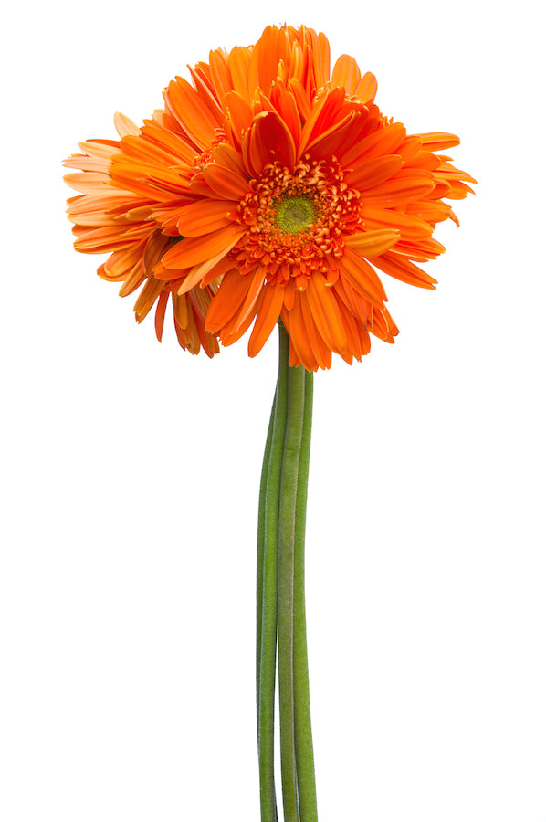 Orange Gerberas Light Eye