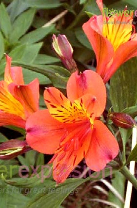 Orange Alstroemerias