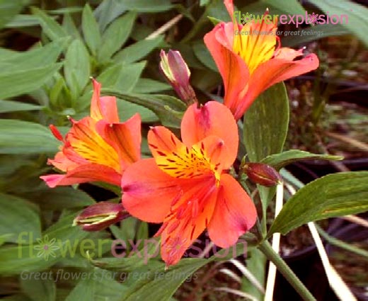 Orange Alstroemerias