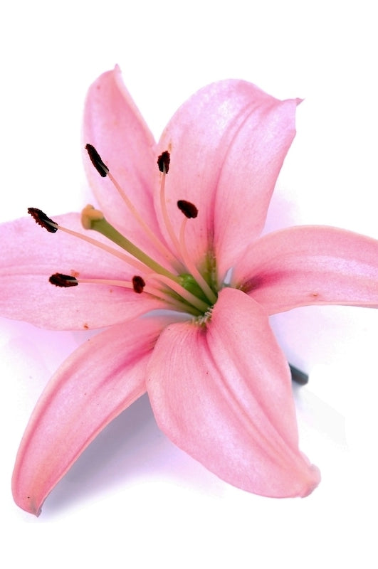 Oriental Hybrid Lily Light Pin