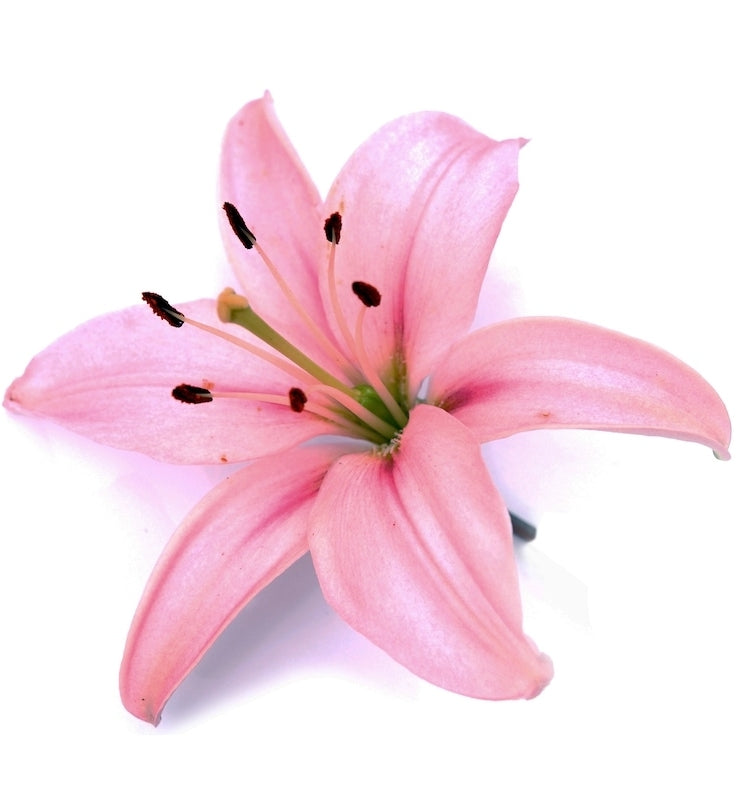 Oriental Hybrid Lily Light Pin