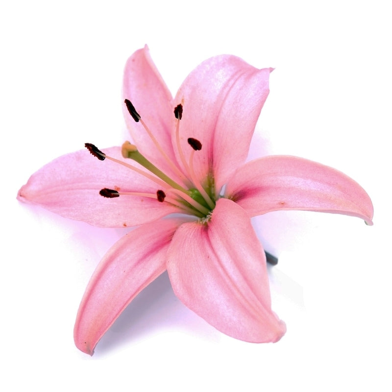 lily asiatic pink Oriental Lilies