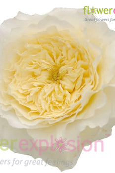 Patience Beige Garden Rose | David Austin