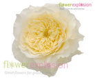 Patience Beige Garden Rose | David Austin