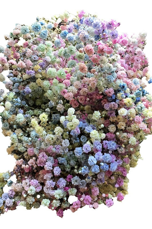 Rainbow Pastel Gypsophila