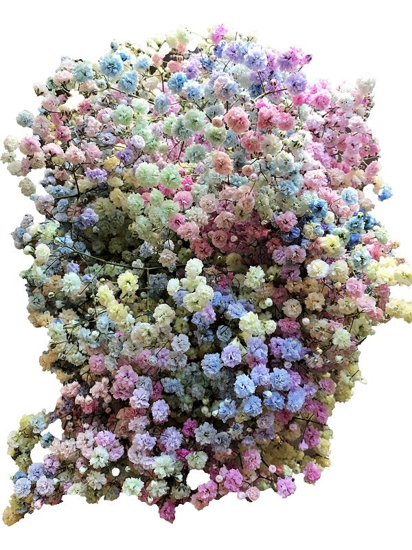 Rainbow Pastel Gypsophila