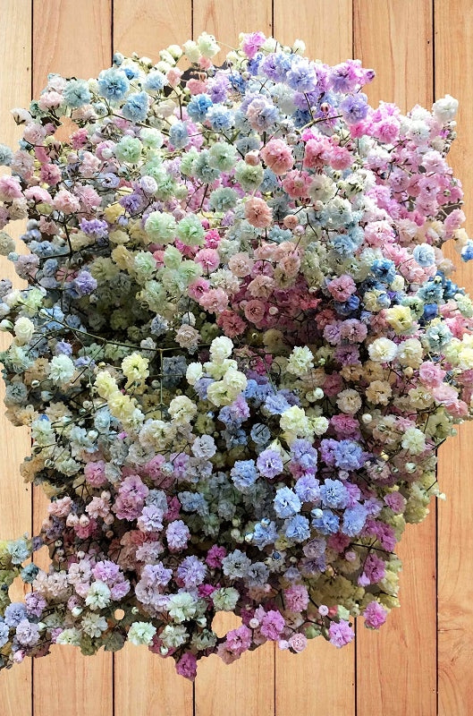Pastel Rainbow Gyp