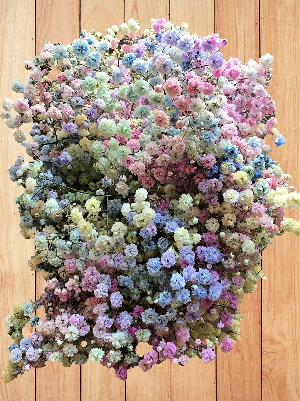 Pastel Rainbow Gyp