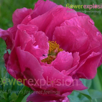 Paula Fey Hot Pink Peony