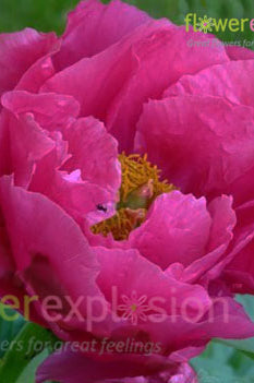 Paula Fey Hot Pink Peony