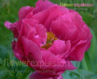 Paula Fey Hot Pink Peony