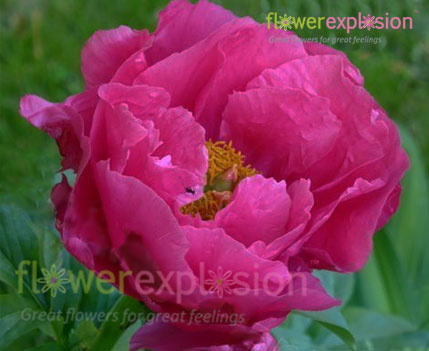 Paula Fey Hot Pink Peony