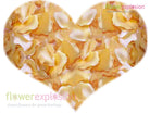 Cream Rose Petals