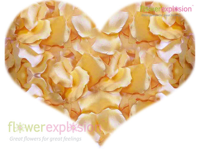 Cream Rose Petals