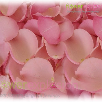 Light Pink Rose Petals