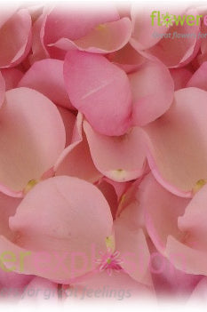 Light Pink Rose Petals