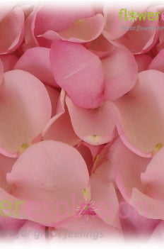 Light Pink Rose Petals